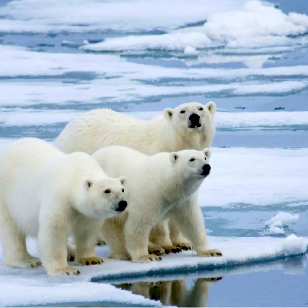 WILDLIFE CONSERVATION DONORS!!!